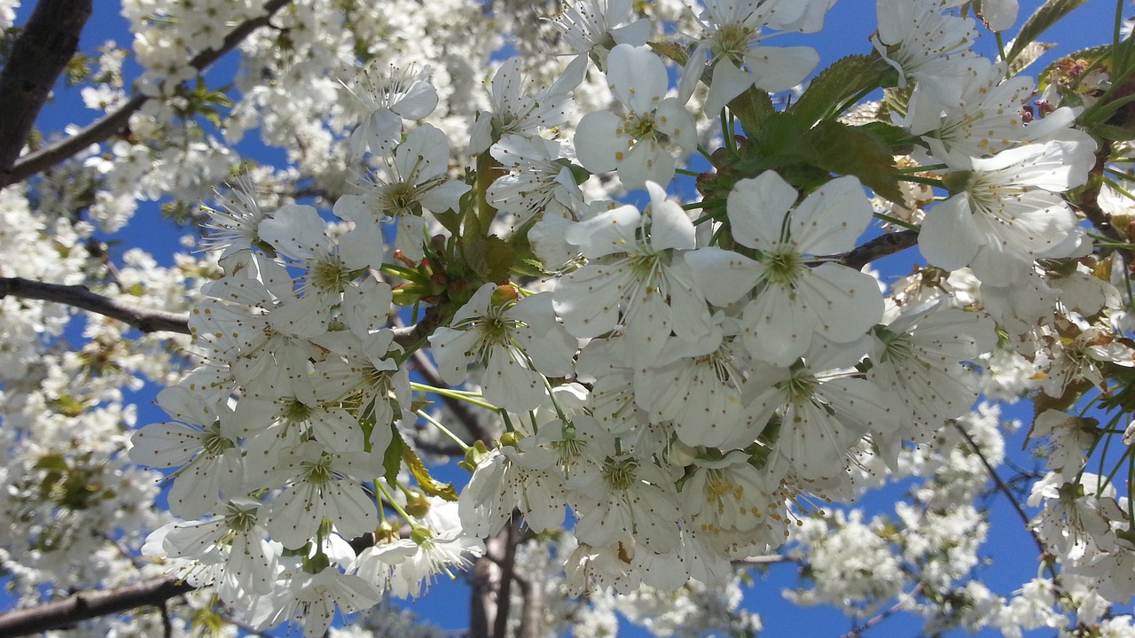 flowers cherry spring free photo