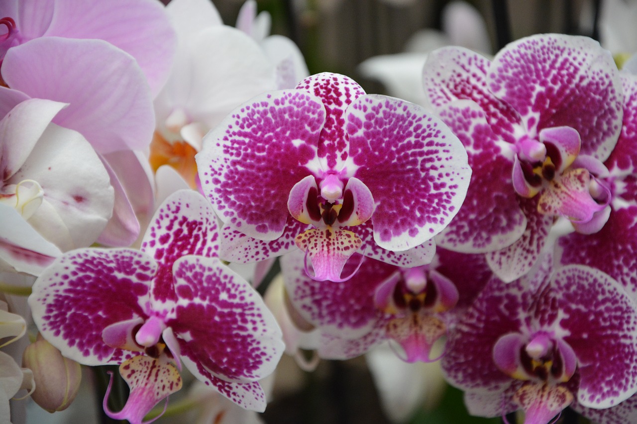 flowers orchid flowering free photo