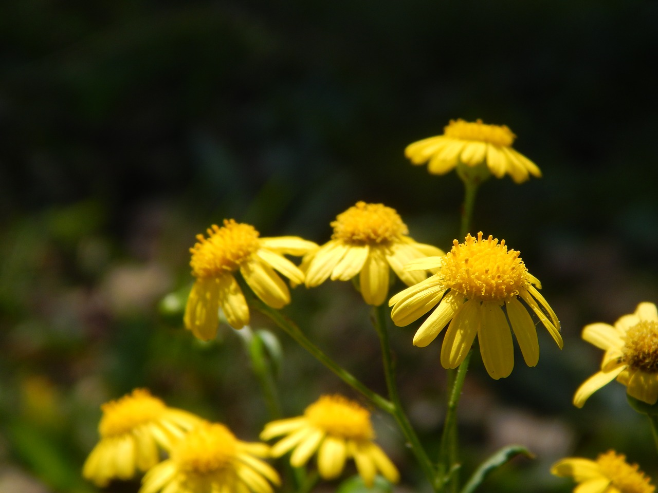 flowers yellow small free photo