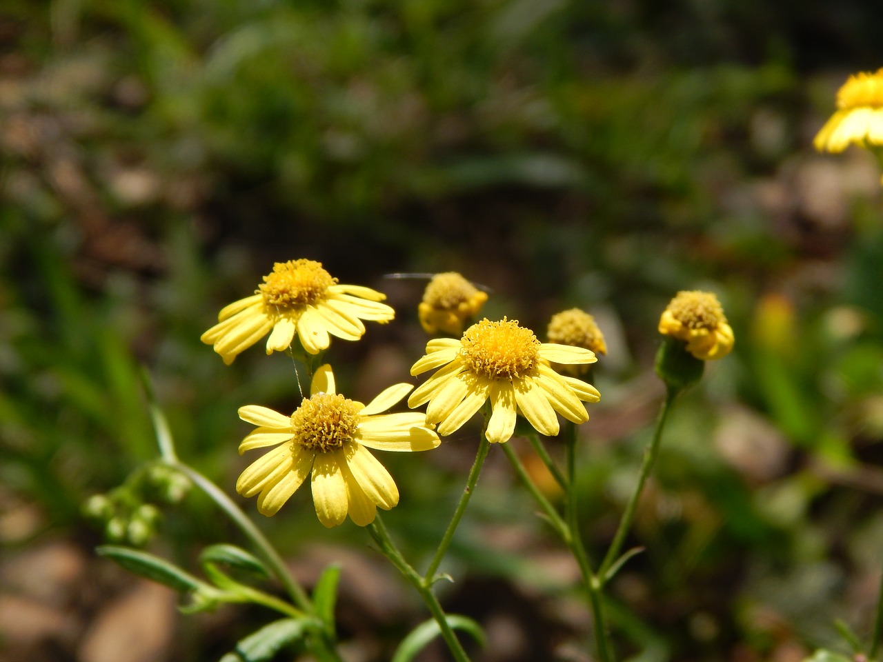 flowers yellow small free photo