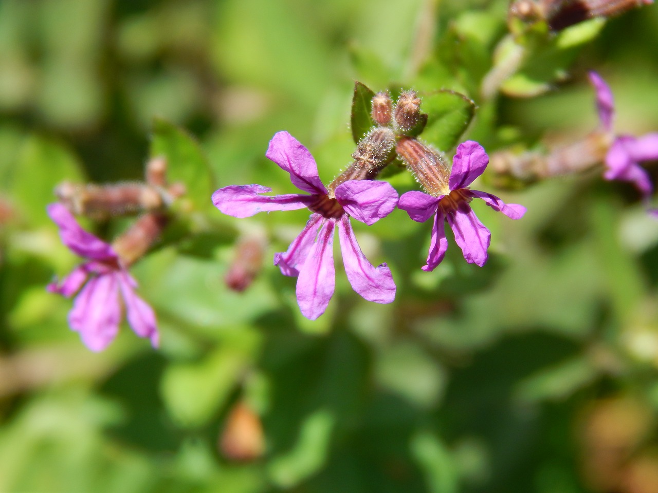 flowers lilacs small free photo