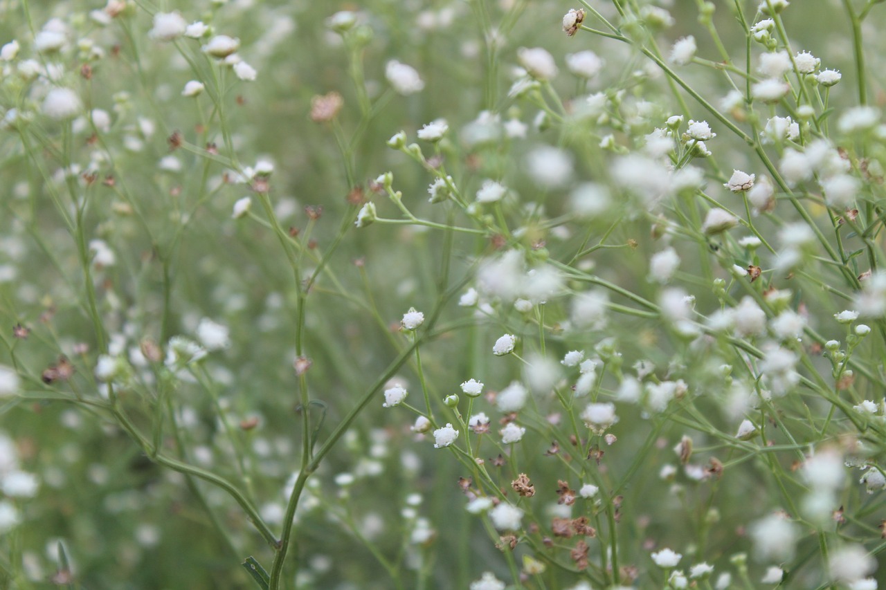 flowers outdoor blur free photo