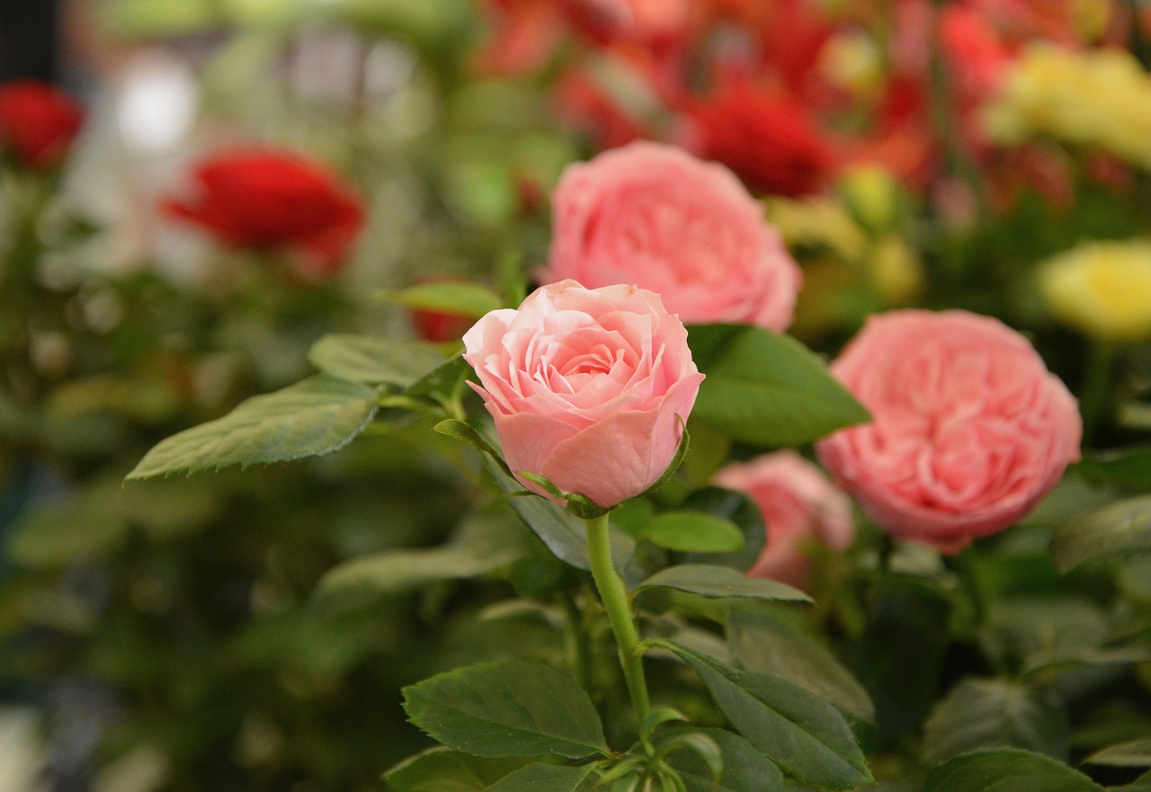 flowers roses color pink free photo