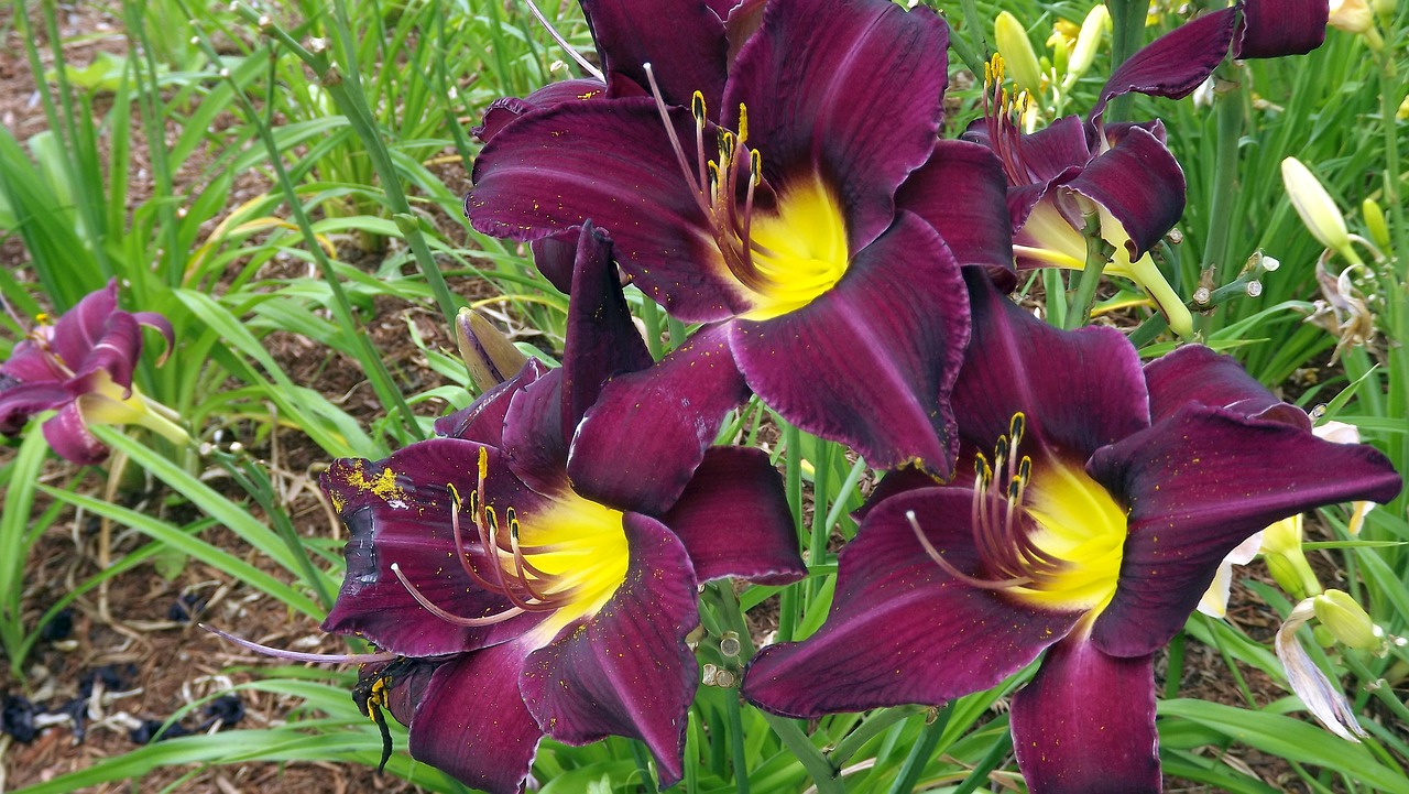 flowers day lilies garden free photo