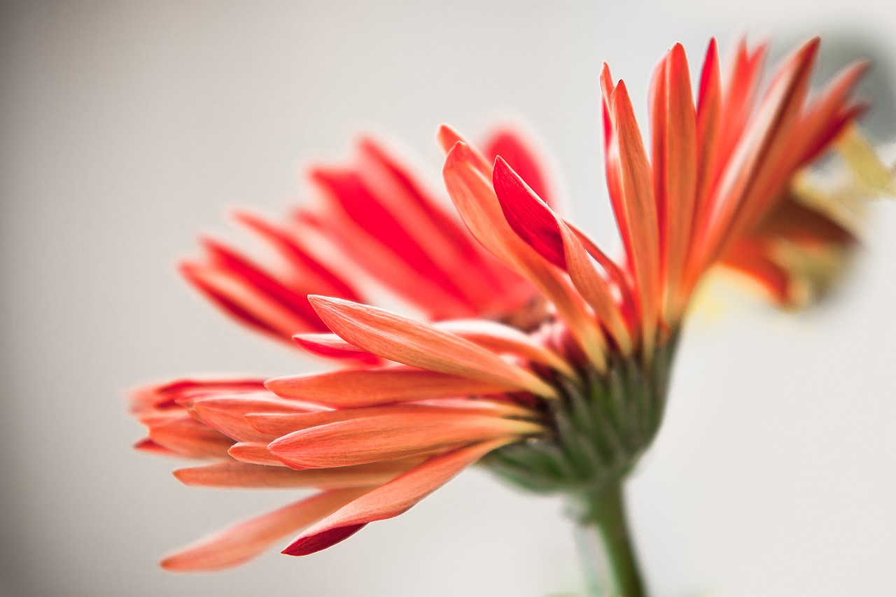 flowers zinnia nature free photo