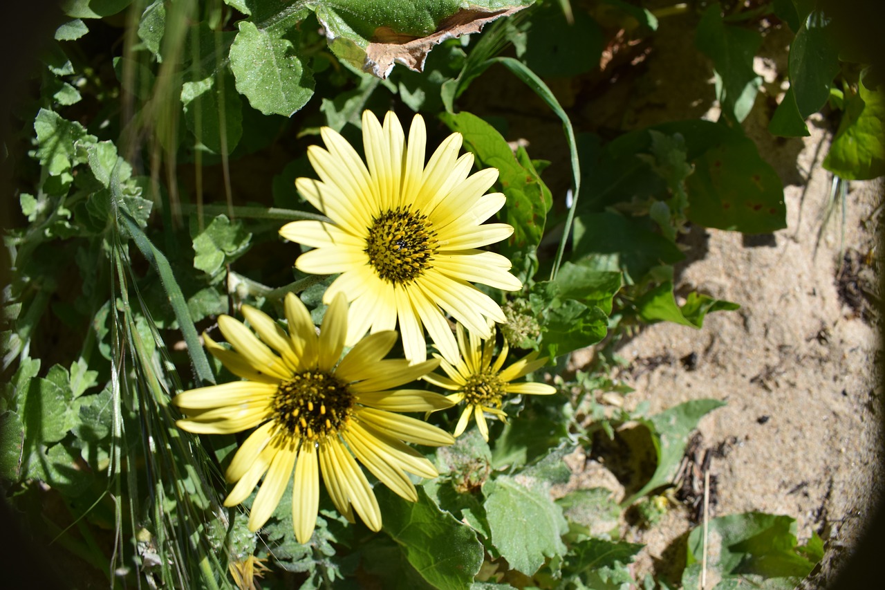 flowers field daisy free photo