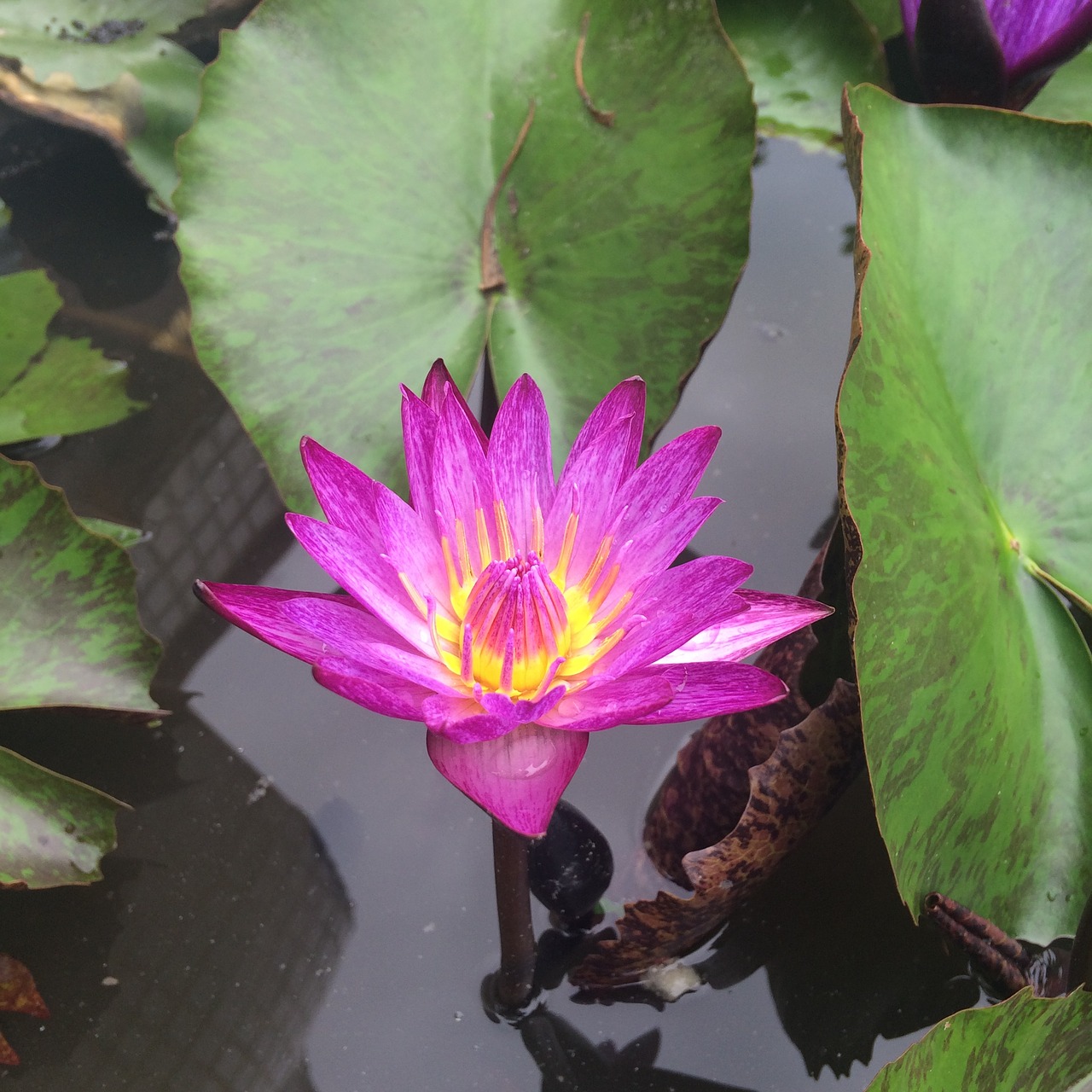 flowers lotus peace free photo