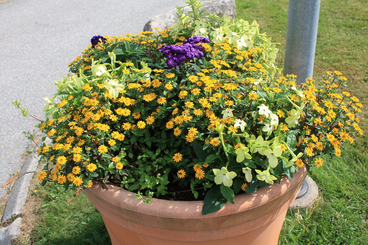 flowers pot flowering free photo