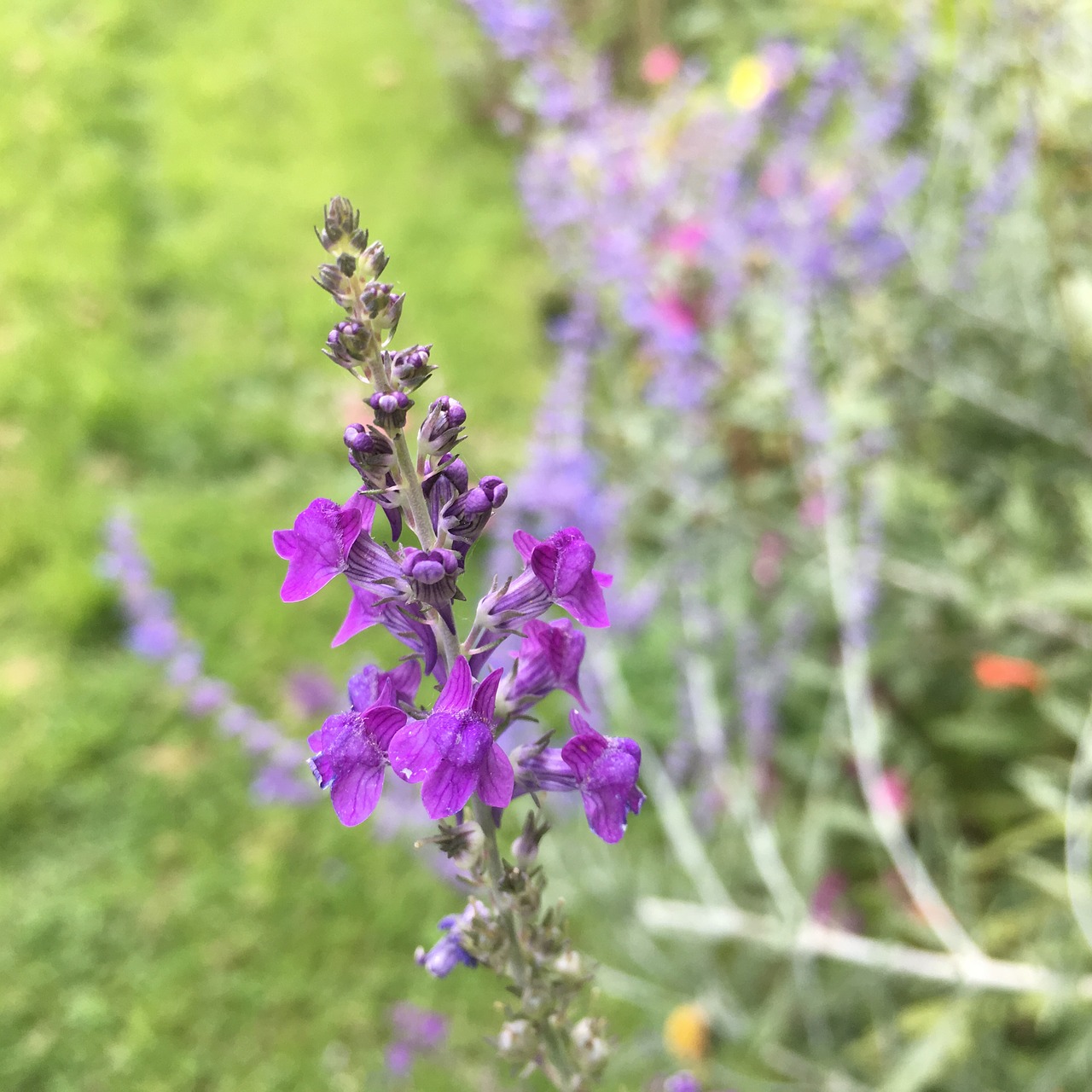 flowers purple garden free photo