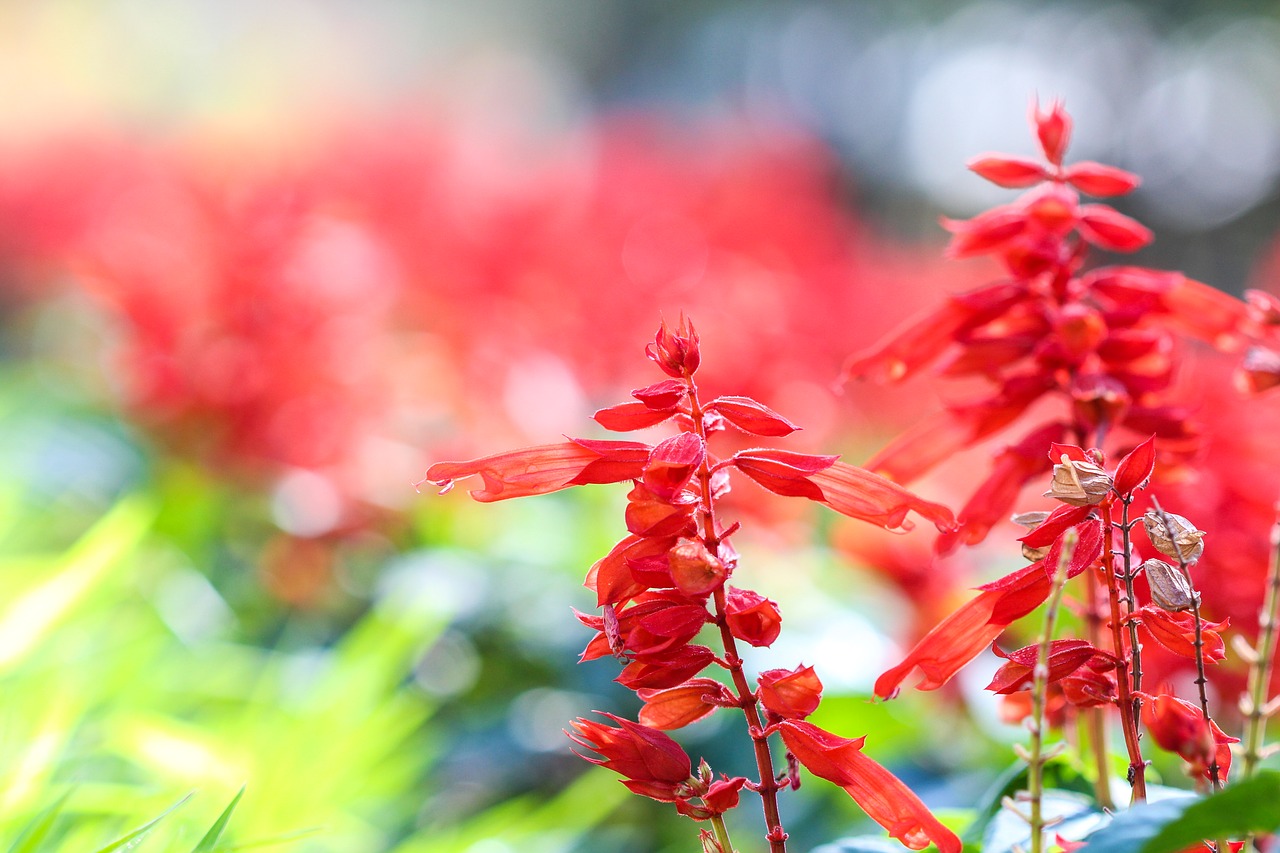 flowers flowery red flower free photo