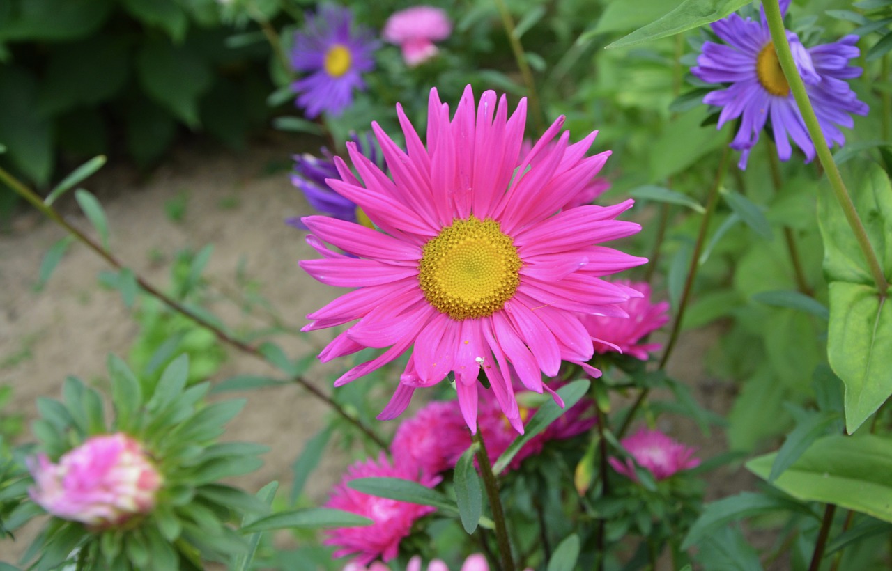 flowers flower marguerite bright pink free photo