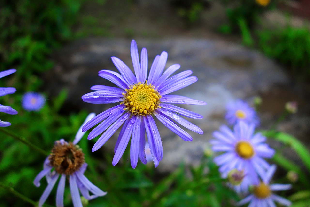 flowers plants nature free photo