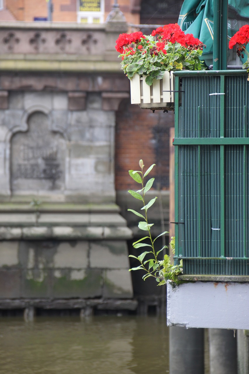 flowers hamburg speicherstadt free photo