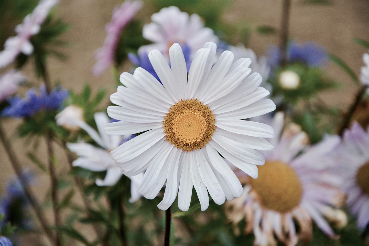 flowers daisies petals free photo