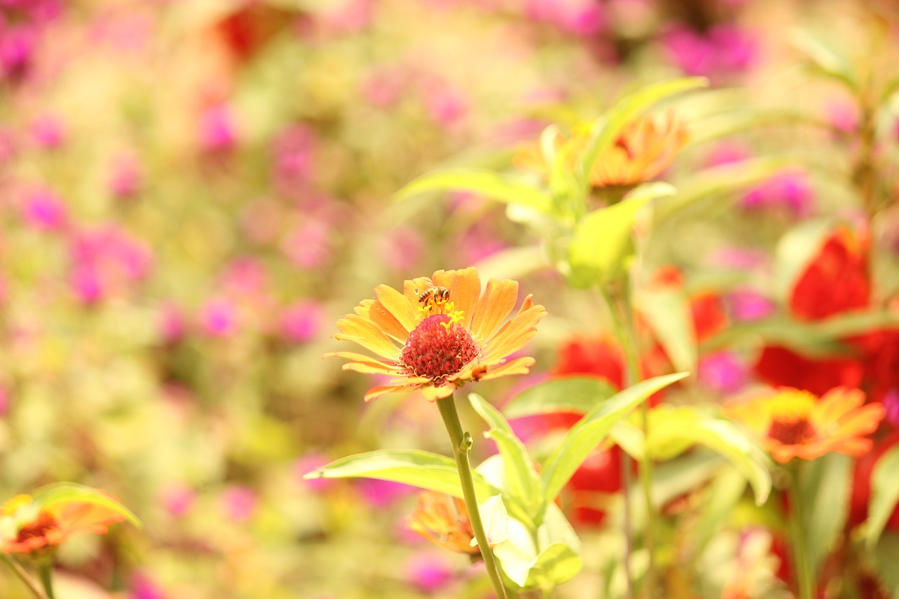 flowers honeybee bee free photo