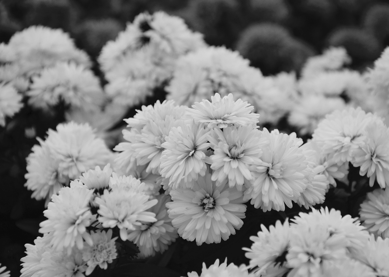 flowers asters photo black white free photo