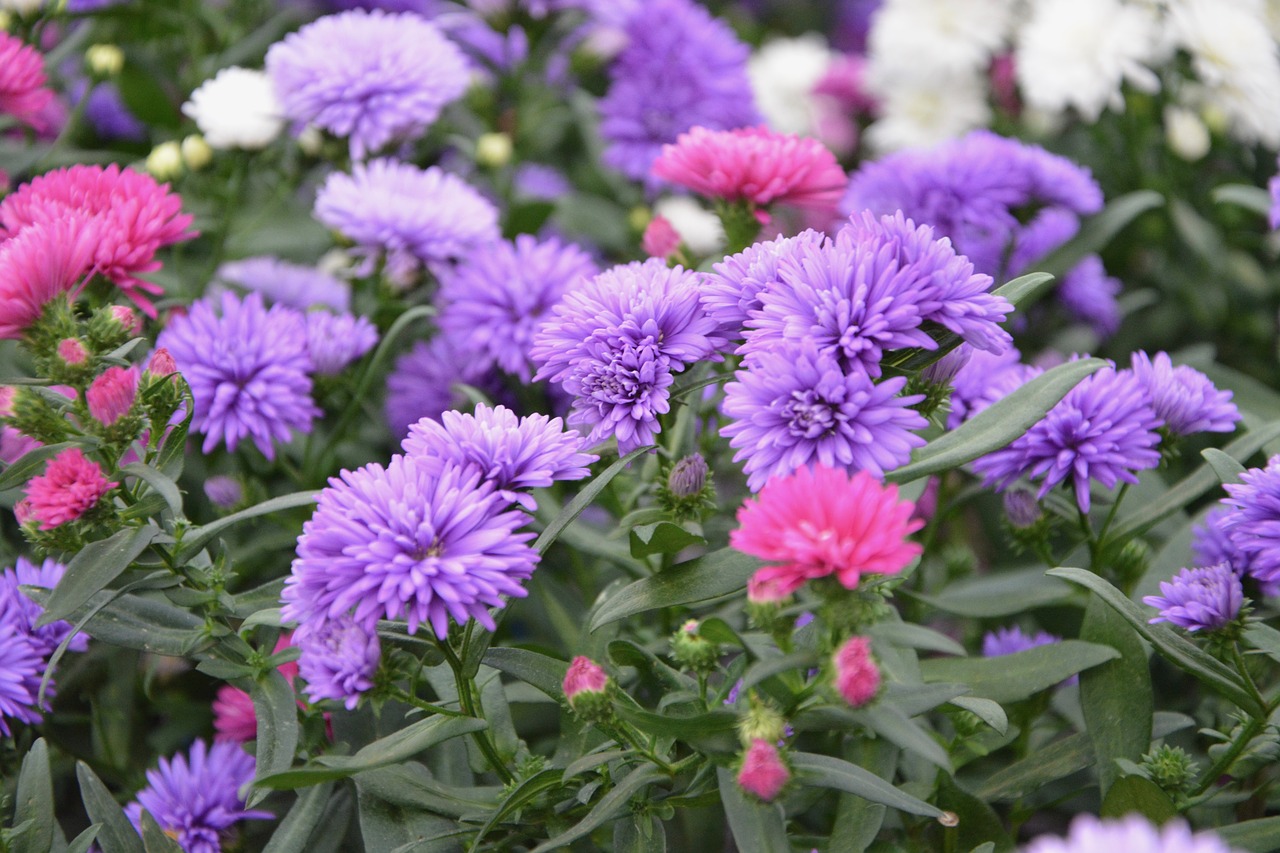 flowers asters purple flowers free photo