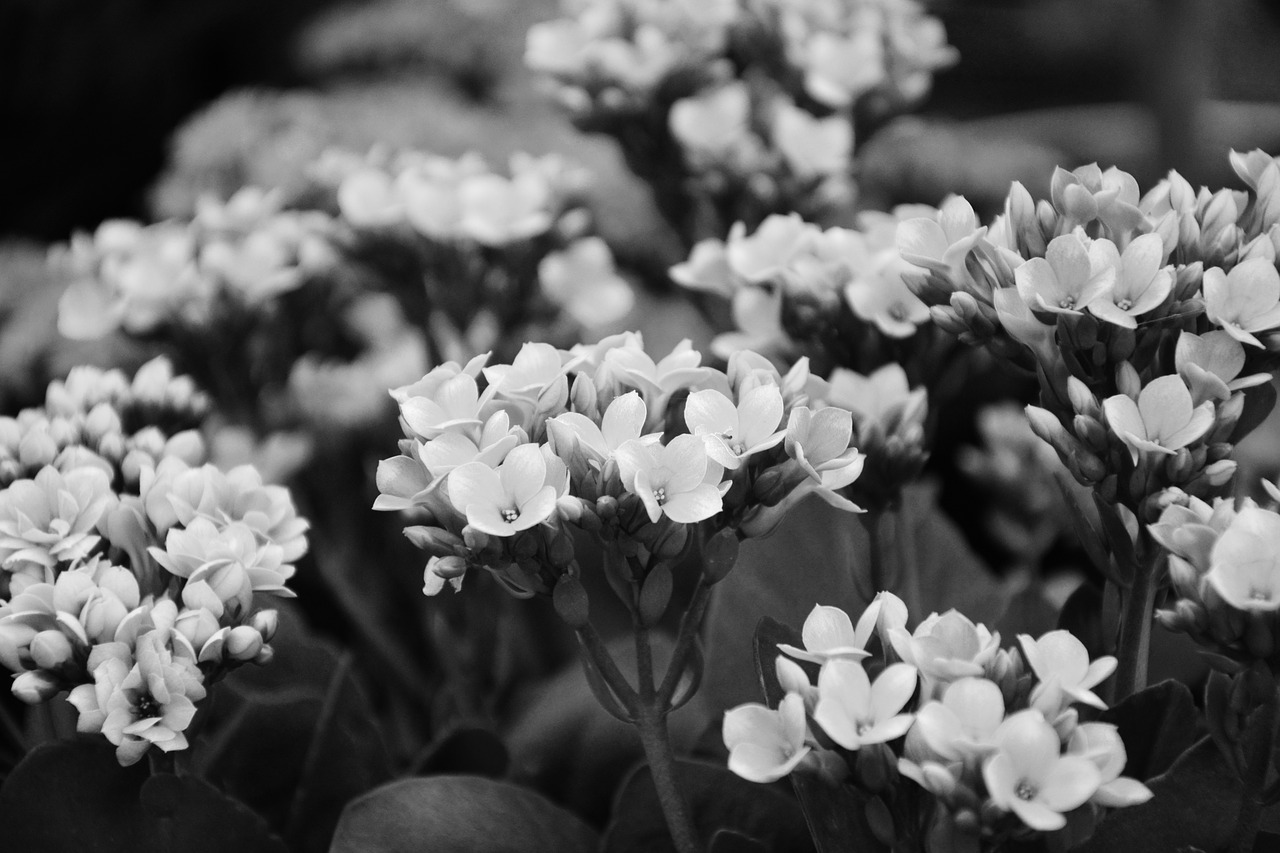 flowers photo black white plant free photo
