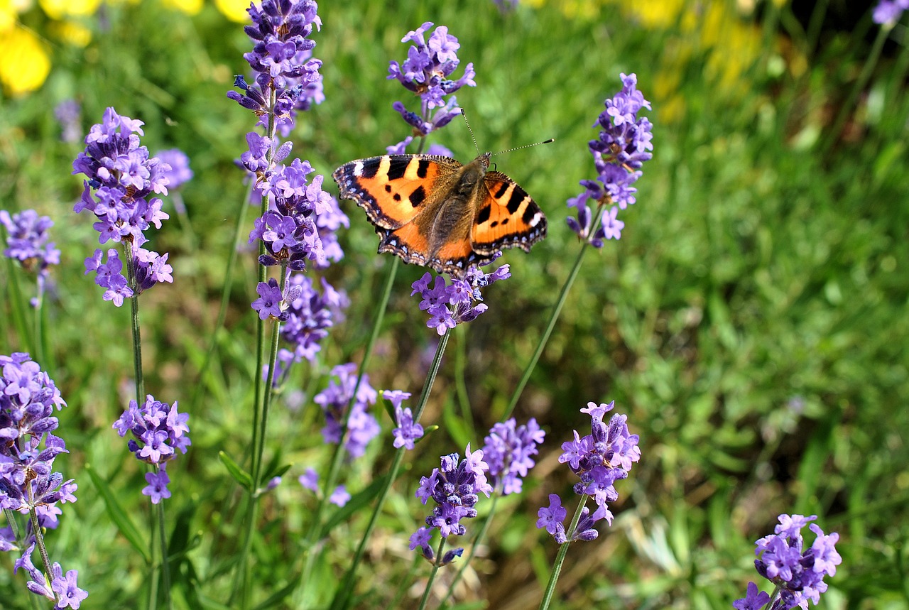 flowers nature butterfly free photo