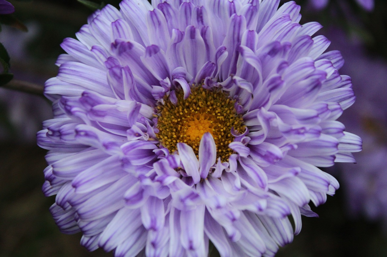 flowers purple asters free photo