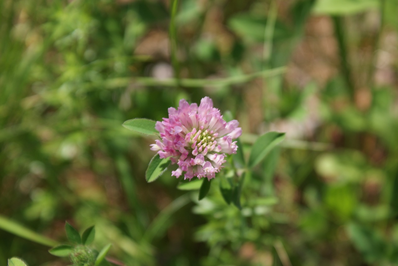 flowers nature spring free photo