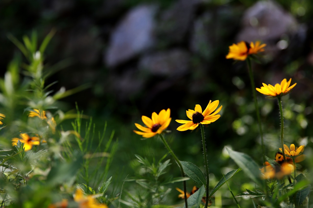 flowers yellow flower flower gardens free photo