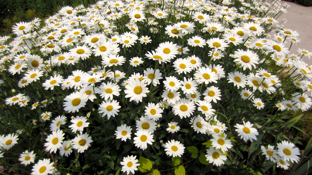 flowers white white flower free photo