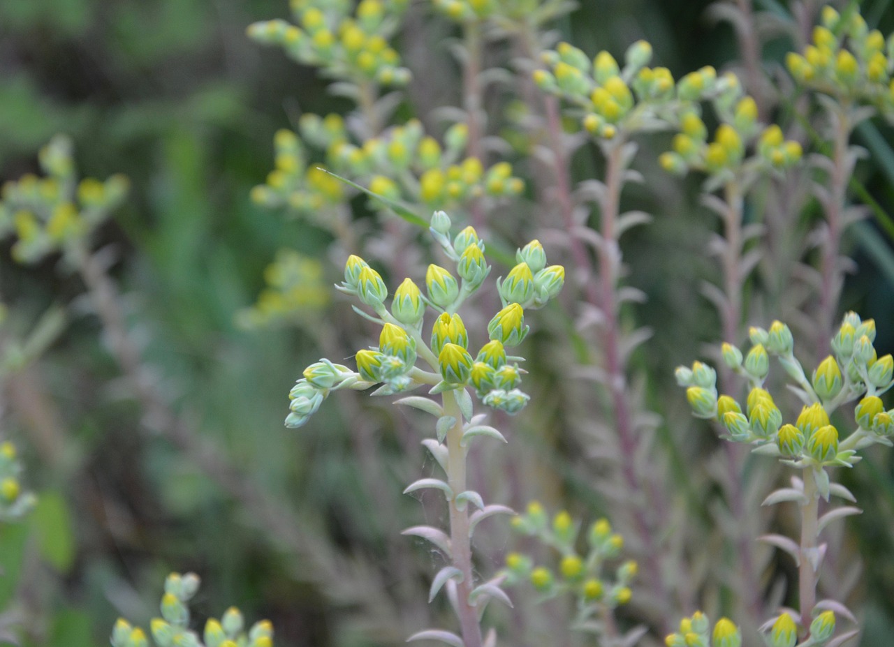 flowers flower bush free photo