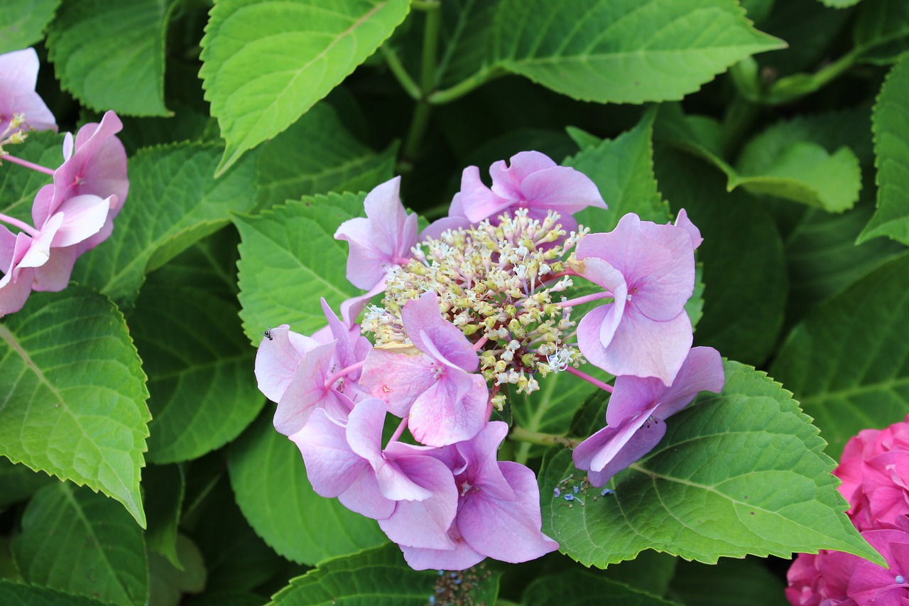 flowers nature hydrangea free photo