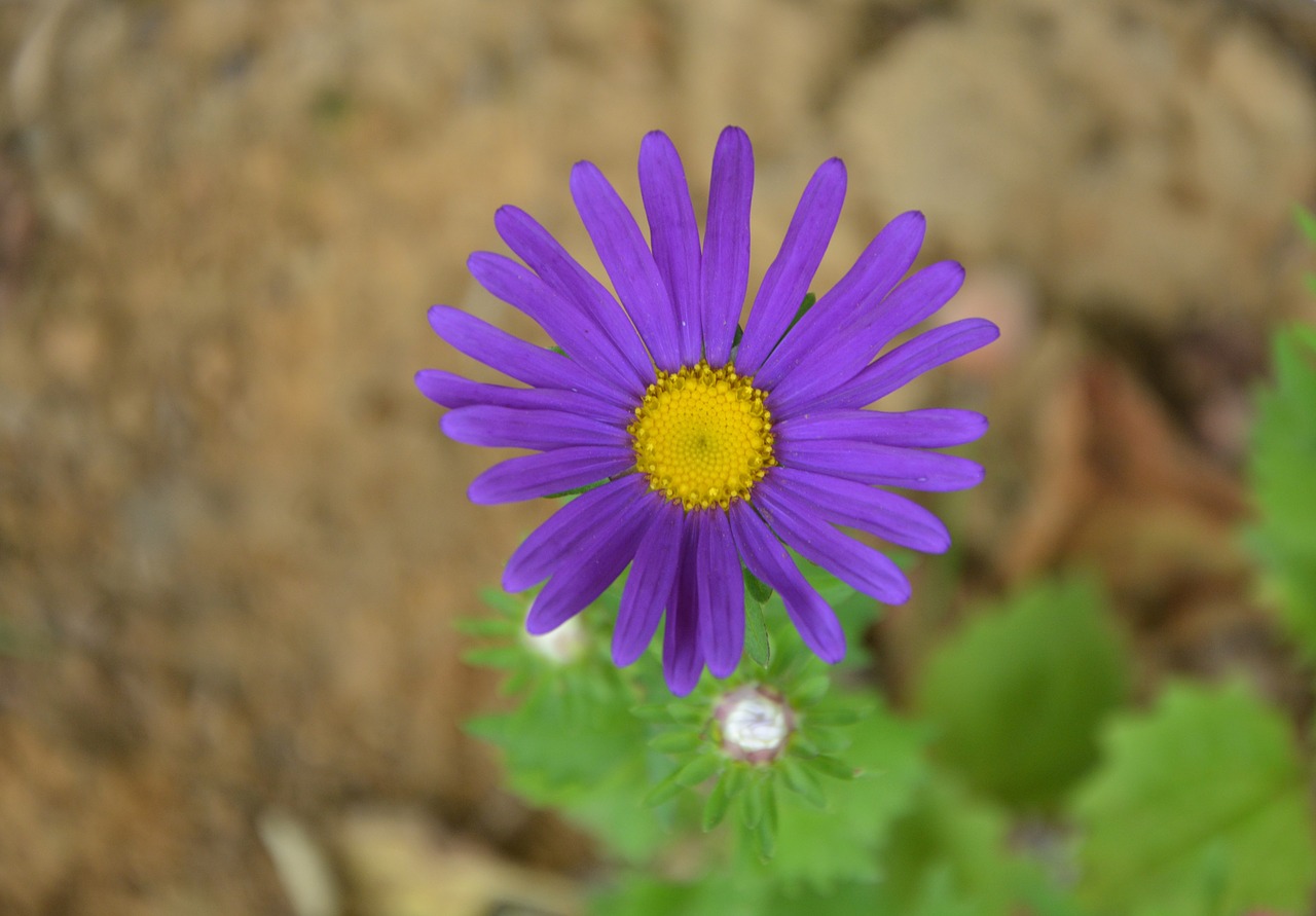 flowers flower marguerite purple free photo