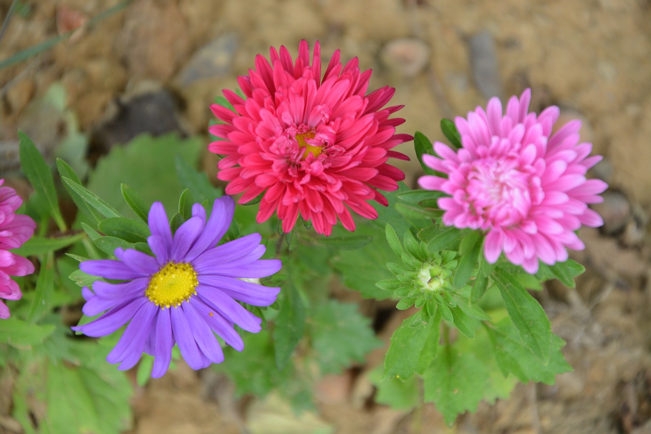 flowers flower country free photo