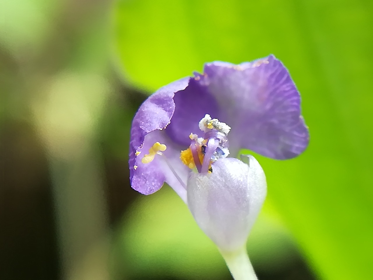 flowers purple nature free photo