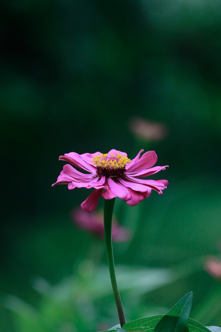 flowers red flowers nature free photo