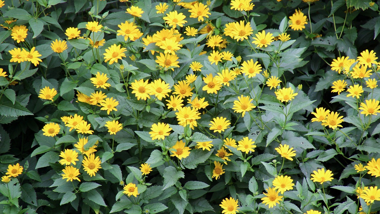 flowers yellow yellow flower free photo