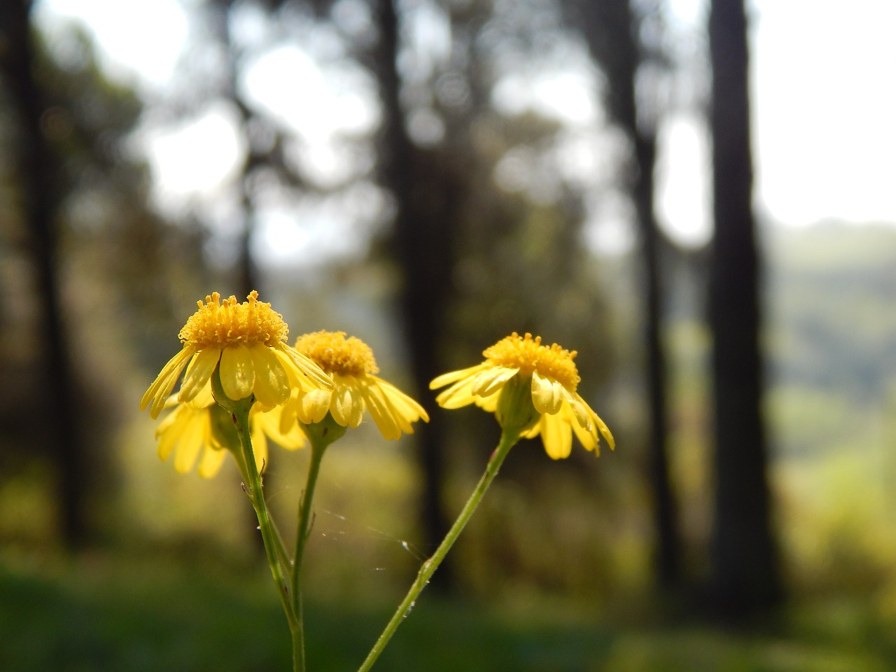 flowers yellow detail free photo