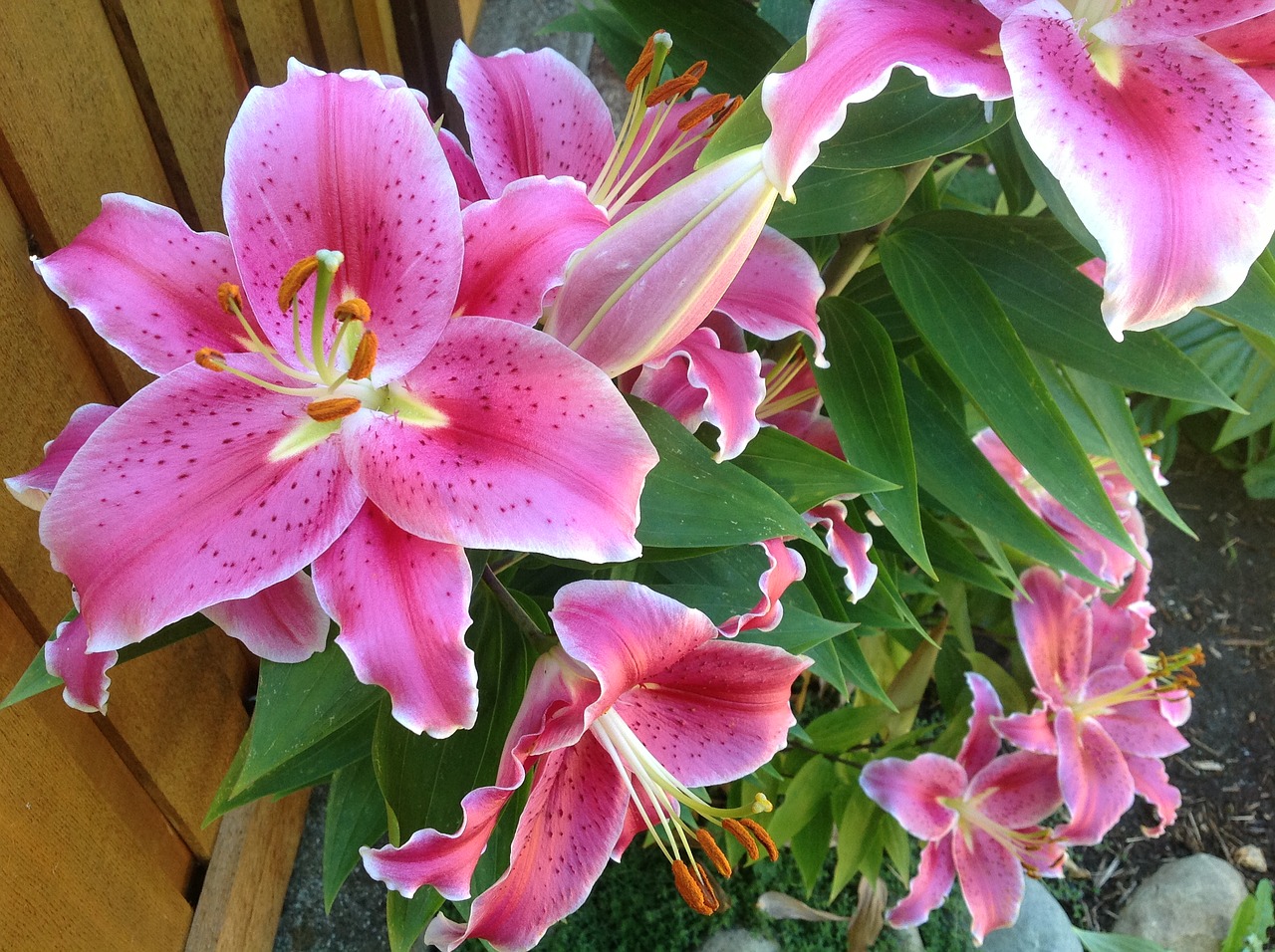 flowers lilies blossom free photo