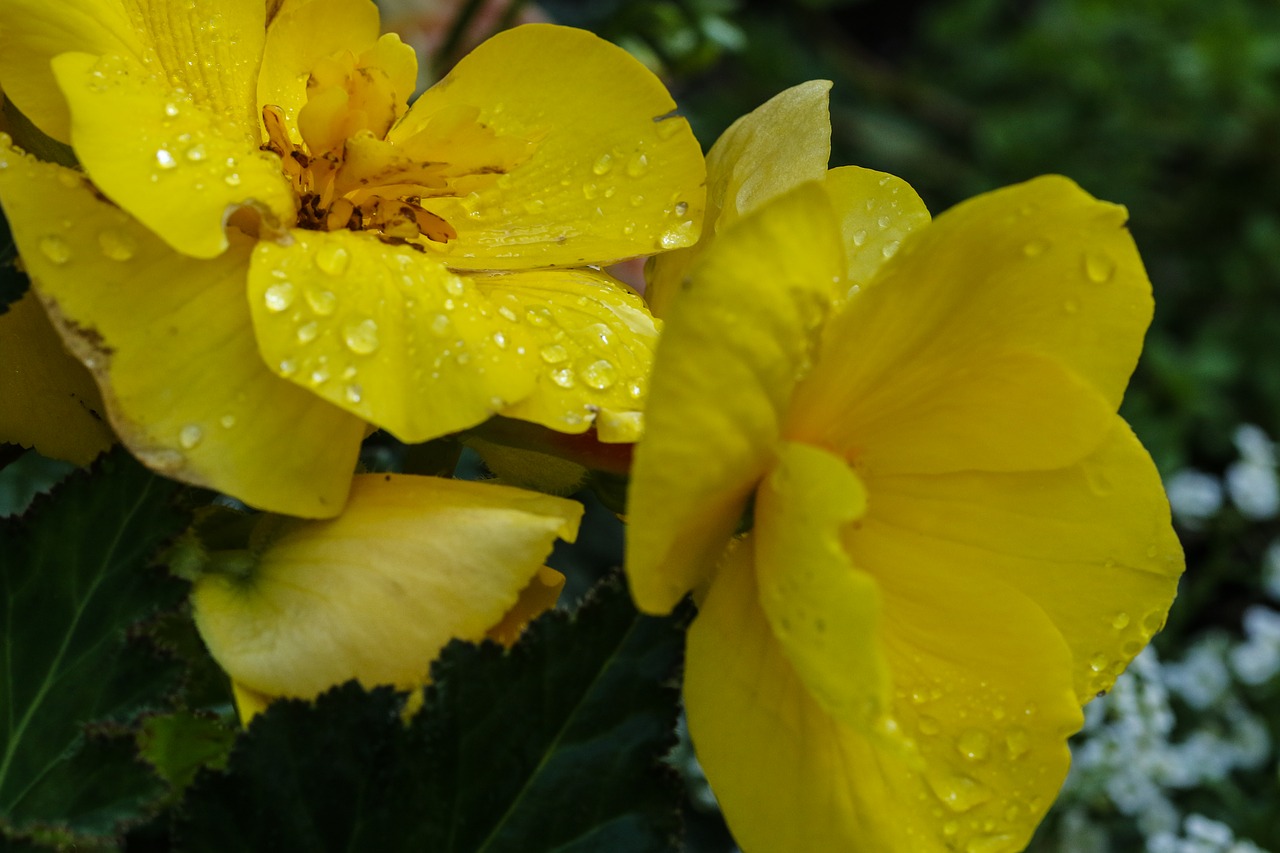 flowers yellow water drop free photo