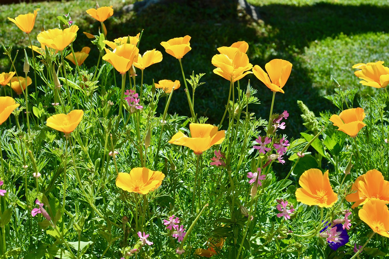 flowers garden spring free photo