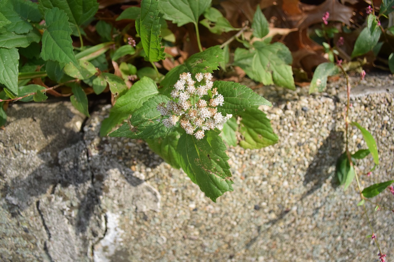 flowers fall leaves free photo