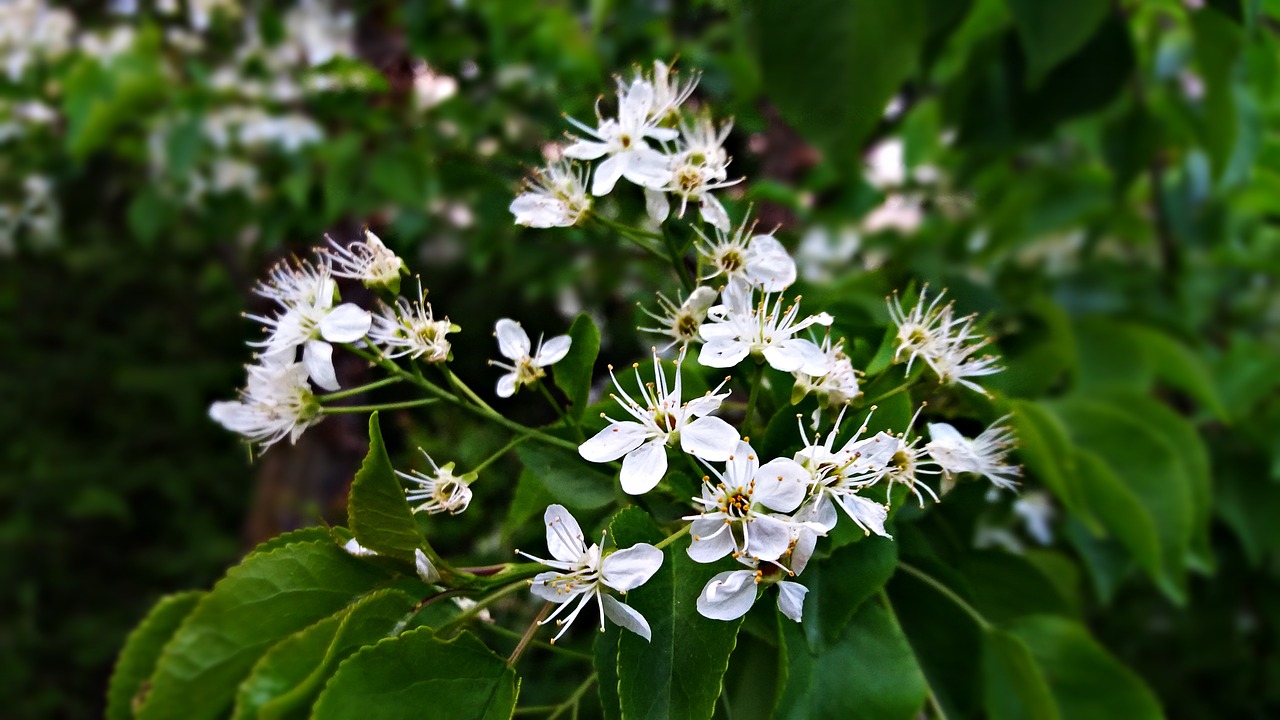 flowers tree spring free photo