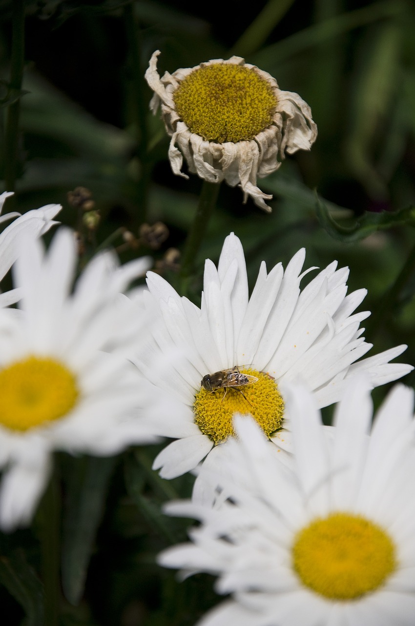 flowers bee nature free photo