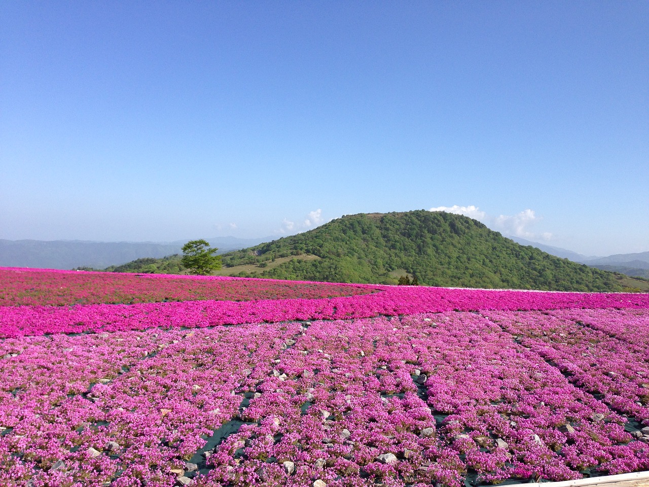 flowers phlox spring free photo