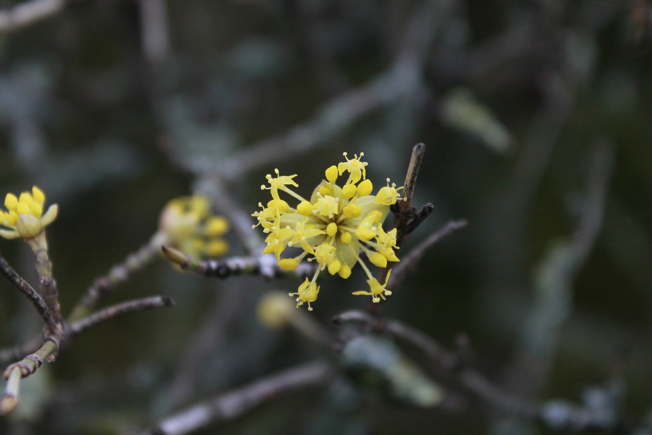 flowers close spring free photo