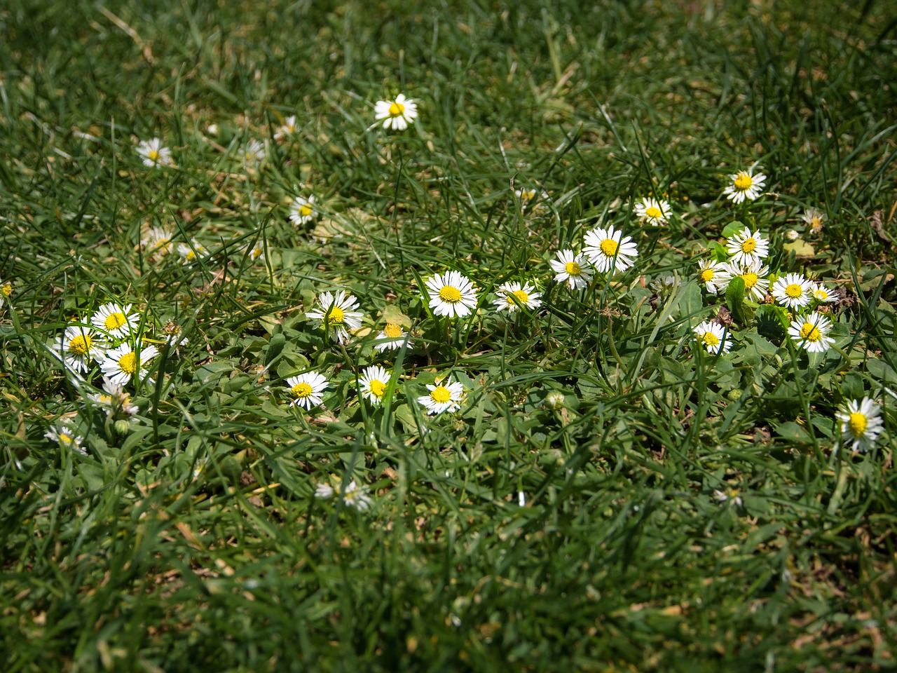 flowers grass summer free photo