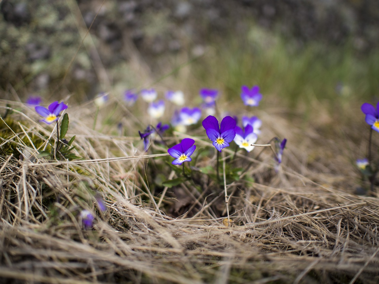 flowers pansy viola tricolor free photo