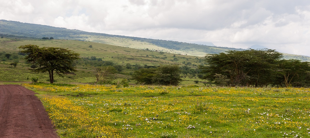 flowers grass ngorongoro conservation area free photo