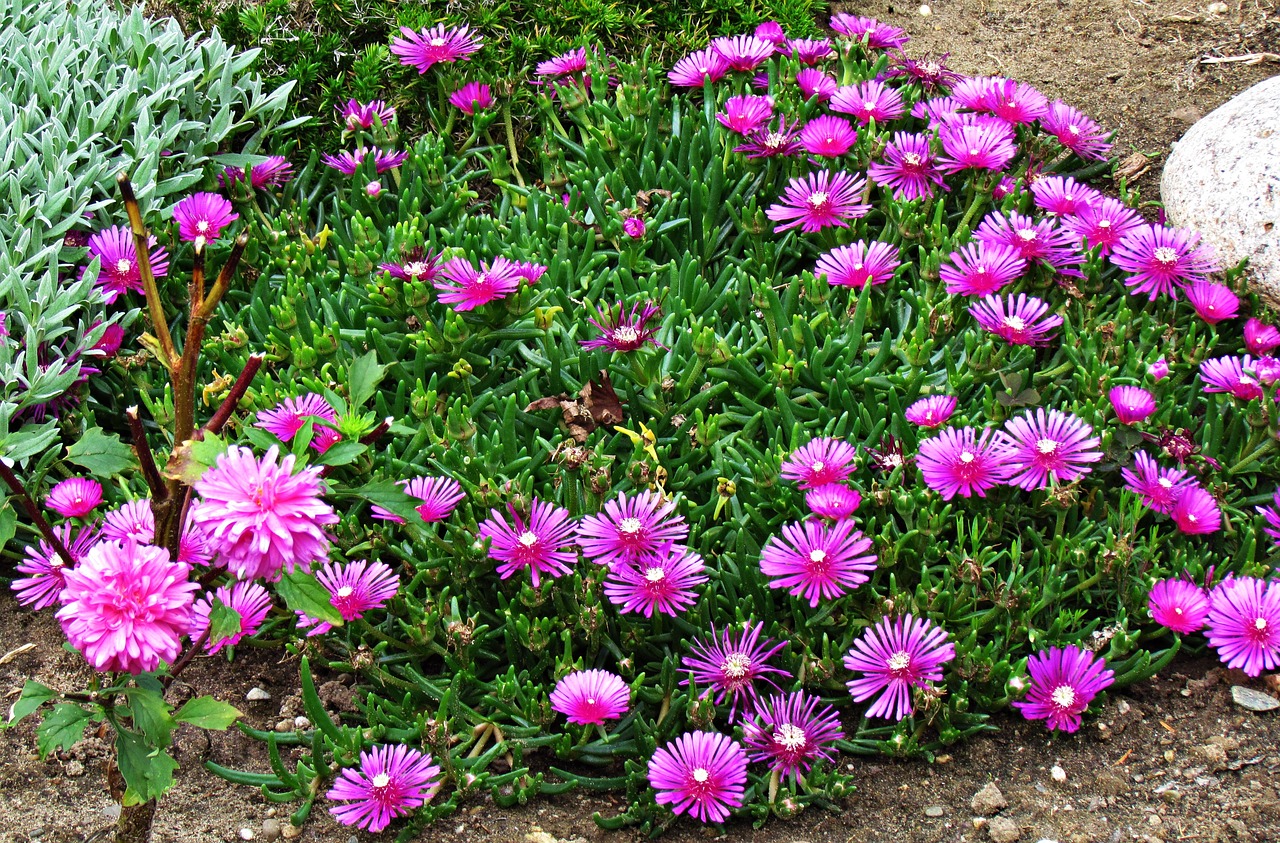 flowers meadow nature free photo