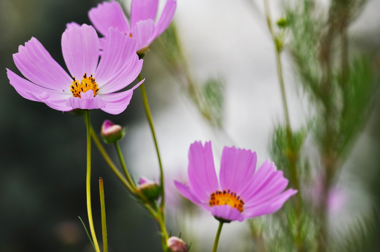 flowers plants nature free photo