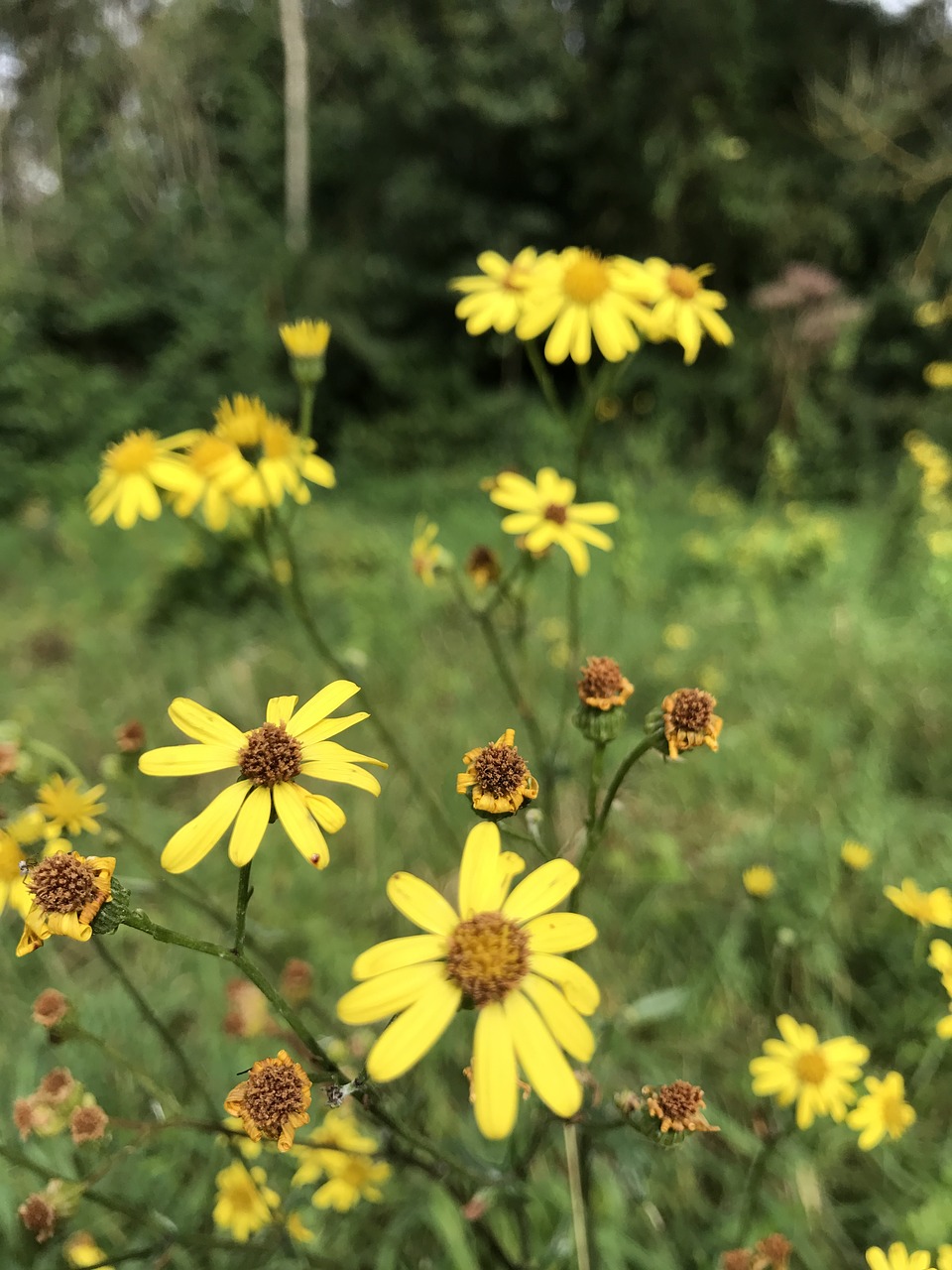 flowers roses plant free photo