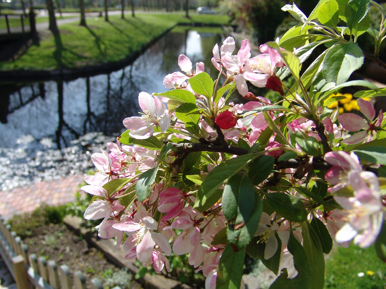 flowers pink spring free photo